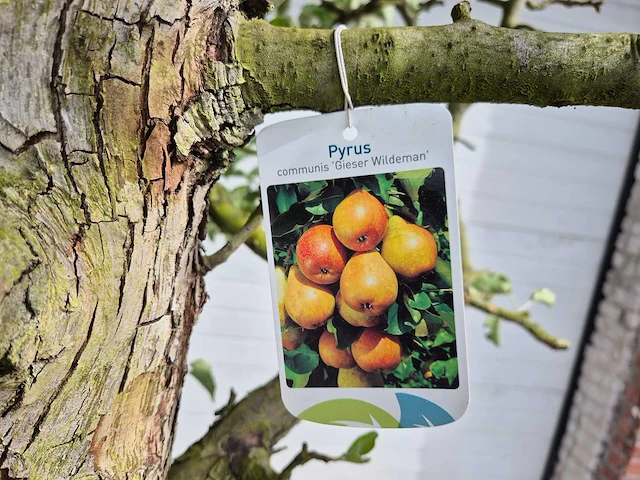 Perenboom gieser wildeman (stoofpeer) - fruit tree - pyrus communis - hoogte ca. 300cm - afbeelding 2 van  8