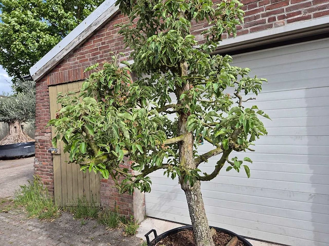 Perenboom gieser wildeman (stoofpeer) - fruit tree - pyrus communis - hoogte ca. 300cm - afbeelding 3 van  8