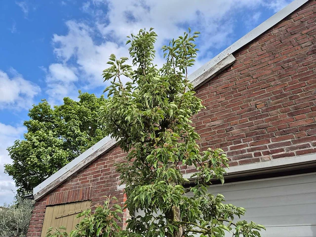 Perenboom gieser wildeman (stoofpeer) - fruit tree - pyrus communis - hoogte ca. 300cm - afbeelding 4 van  8
