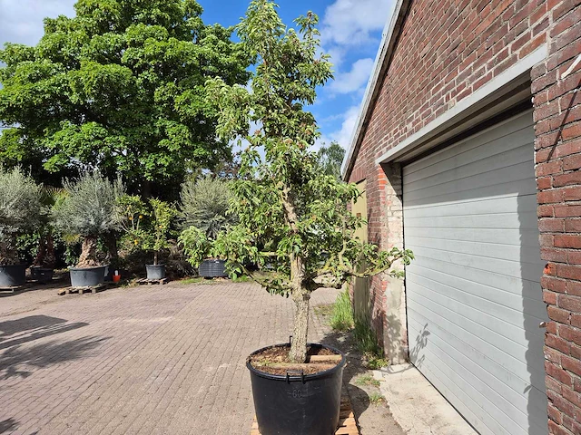 Perenboom gieser wildeman (stoofpeer) - fruit tree - pyrus communis - hoogte ca. 300cm - afbeelding 5 van  8