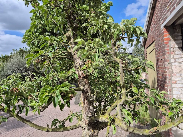 Perenboom gieser wildeman (stoofpeer) - fruit tree - pyrus communis - hoogte ca. 300cm - afbeelding 6 van  8