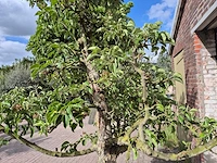 Perenboom gieser wildeman (stoofpeer) - fruit tree - pyrus communis - hoogte ca. 300cm - afbeelding 6 van  8