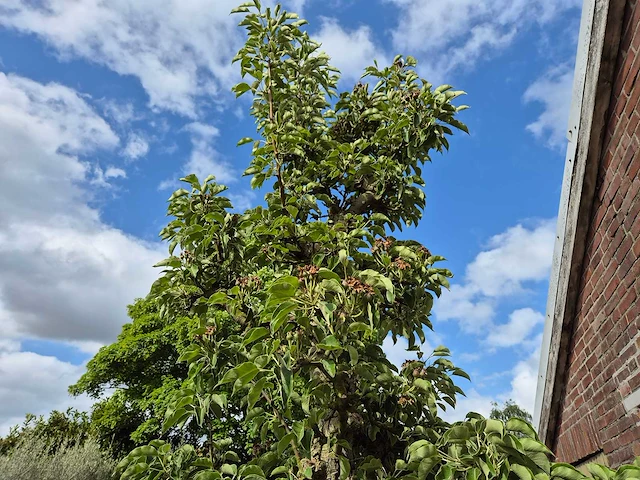 Perenboom gieser wildeman (stoofpeer) - fruit tree - pyrus communis - hoogte ca. 300cm - afbeelding 7 van  8
