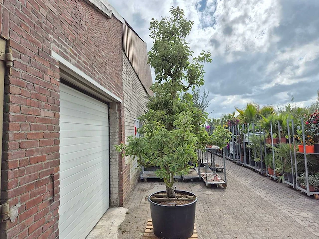 Perenboom gieser wildeman (stoofpeer) - fruit tree - pyrus communis - hoogte ca. 300cm - afbeelding 8 van  8