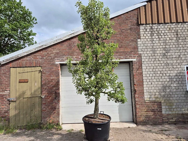 Perenboom gieser wildeman (stoofpeer) - fruit tree - pyrus communis - hoogte ca. 300cm - afbeelding 1 van  5