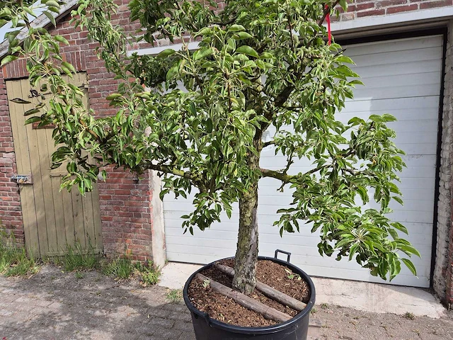 Perenboom gieser wildeman (stoofpeer) - fruit tree - pyrus communis - hoogte ca. 300cm - afbeelding 2 van  5