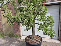 Perenboom gieser wildeman (stoofpeer) - fruit tree - pyrus communis - hoogte ca. 300cm - afbeelding 2 van  5
