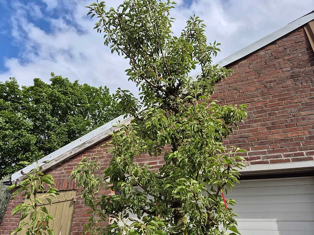 Perenboom gieser wildeman (stoofpeer) - fruit tree - pyrus communis - hoogte ca. 300cm - afbeelding 3 van  5
