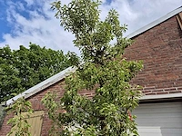 Perenboom gieser wildeman (stoofpeer) - fruit tree - pyrus communis - hoogte ca. 300cm - afbeelding 3 van  5