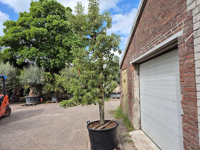 Perenboom gieser wildeman (stoofpeer) - fruit tree - pyrus communis - hoogte ca. 300cm - afbeelding 4 van  5