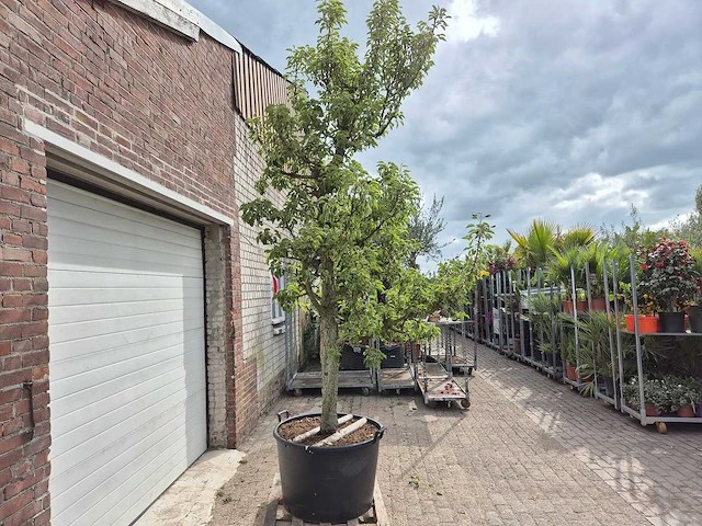 Perenboom gieser wildeman (stoofpeer) - fruit tree - pyrus communis - hoogte ca. 300cm - afbeelding 5 van  5