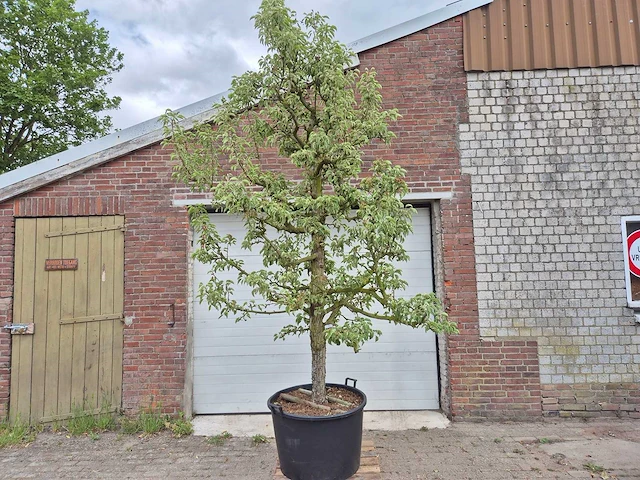 Perenboom gieser wildeman (stoofpeer) - fruit tree - pyrus communis - hoogte ca. 300cm - afbeelding 1 van  5