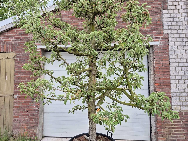 Perenboom gieser wildeman (stoofpeer) - fruit tree - pyrus communis - hoogte ca. 300cm - afbeelding 2 van  5
