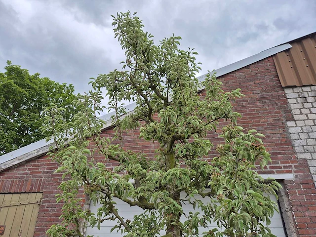 Perenboom gieser wildeman (stoofpeer) - fruit tree - pyrus communis - hoogte ca. 300cm - afbeelding 3 van  5