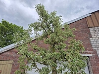 Perenboom gieser wildeman (stoofpeer) - fruit tree - pyrus communis - hoogte ca. 300cm - afbeelding 3 van  5