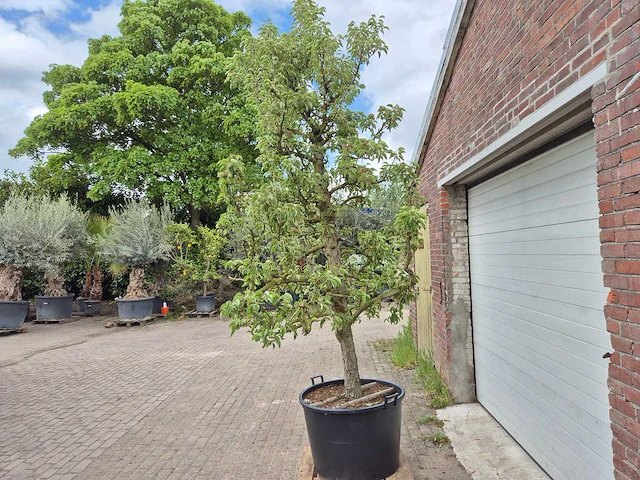 Perenboom gieser wildeman (stoofpeer) - fruit tree - pyrus communis - hoogte ca. 300cm - afbeelding 4 van  5