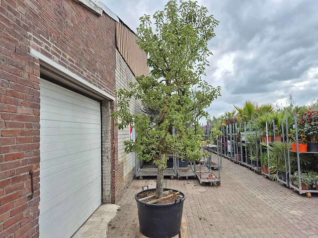 Perenboom gieser wildeman (stoofpeer) - fruit tree - pyrus communis - hoogte ca. 300cm - afbeelding 5 van  5