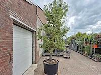 Perenboom gieser wildeman (stoofpeer) - fruit tree - pyrus communis - hoogte ca. 300cm - afbeelding 5 van  5