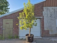 Perenboom gieser wildeman (stoofpeer) - fruit tree - pyrus communis - hoogte ca. 300cm - afbeelding 1 van  6