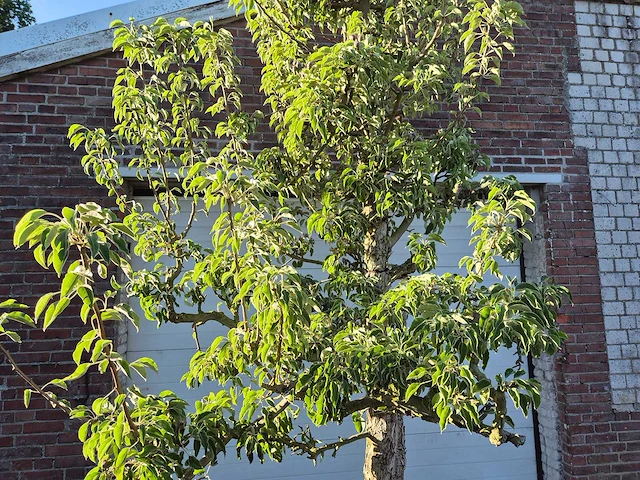 Perenboom gieser wildeman (stoofpeer) - fruit tree - pyrus communis - hoogte ca. 300cm - afbeelding 2 van  6