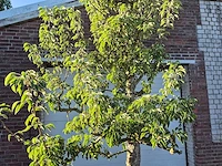 Perenboom gieser wildeman (stoofpeer) - fruit tree - pyrus communis - hoogte ca. 300cm - afbeelding 2 van  6