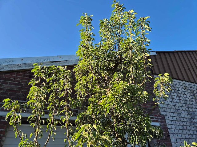 Perenboom gieser wildeman (stoofpeer) - fruit tree - pyrus communis - hoogte ca. 300cm - afbeelding 3 van  6