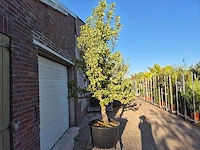 Perenboom gieser wildeman (stoofpeer) - fruit tree - pyrus communis - hoogte ca. 300cm - afbeelding 4 van  6