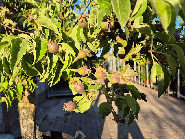 Perenboom gieser wildeman (stoofpeer) - fruit tree - pyrus communis - hoogte ca. 300cm - afbeelding 5 van  6