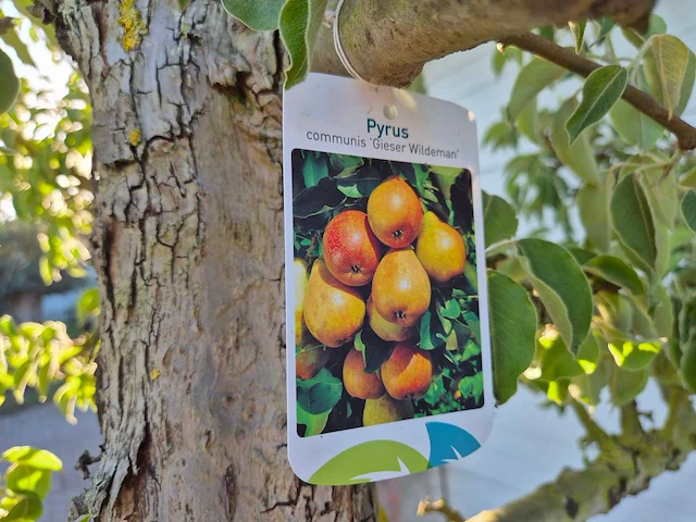 Perenboom gieser wildeman (stoofpeer) - fruit tree - pyrus communis - hoogte ca. 300cm - afbeelding 6 van  6