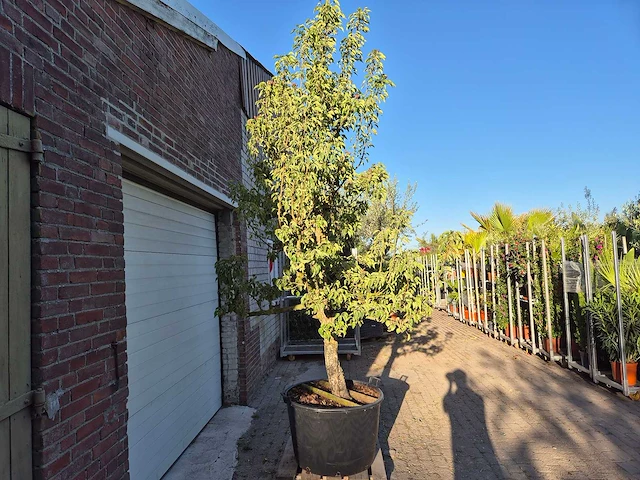 Perenboom gieser wildeman (stoofpeer) - fruit tree - pyrus communis - hoogte ca. 300cm - afbeelding 4 van  6