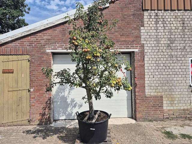 Perenboom gieser wildeman (stoofpeer) - fruit tree - pyrus communis - hoogte ca. 300cm - afbeelding 1 van  6