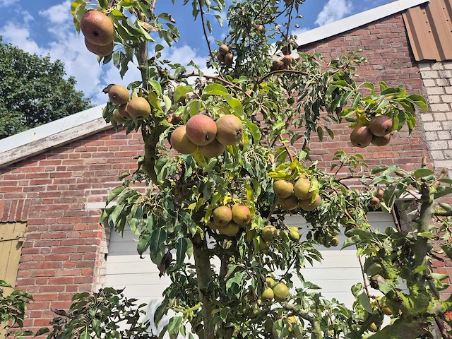 Perenboom gieser wildeman (stoofpeer) - fruit tree - pyrus communis - hoogte ca. 300cm - afbeelding 2 van  6