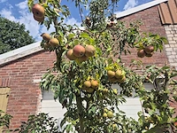 Perenboom gieser wildeman (stoofpeer) - fruit tree - pyrus communis - hoogte ca. 300cm - afbeelding 2 van  6