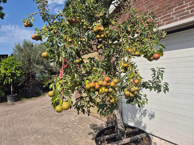 Perenboom gieser wildeman (stoofpeer) - fruit tree - pyrus communis - hoogte ca. 300cm - afbeelding 3 van  6