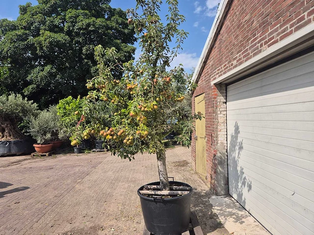 Perenboom gieser wildeman (stoofpeer) - fruit tree - pyrus communis - hoogte ca. 300cm - afbeelding 4 van  6