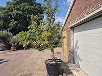Perenboom gieser wildeman (stoofpeer) - fruit tree - pyrus communis - hoogte ca. 300cm - afbeelding 4 van  6