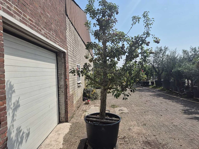 Perenboom gieser wildeman (stoofpeer) - fruit tree - pyrus communis - hoogte ca. 300cm - afbeelding 5 van  6