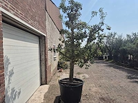 Perenboom gieser wildeman (stoofpeer) - fruit tree - pyrus communis - hoogte ca. 300cm - afbeelding 5 van  6