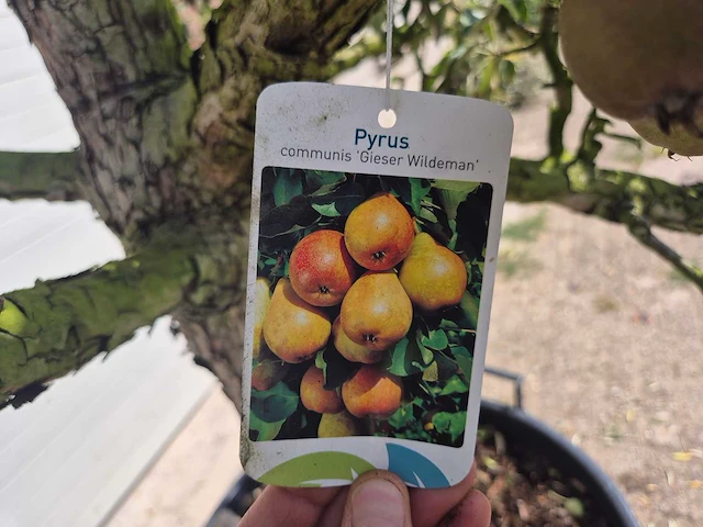 Perenboom gieser wildeman (stoofpeer) - fruit tree - pyrus communis - hoogte ca. 300cm - afbeelding 6 van  6