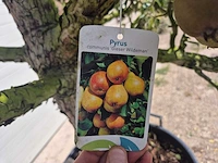 Perenboom gieser wildeman (stoofpeer) - fruit tree - pyrus communis - hoogte ca. 300cm - afbeelding 6 van  6