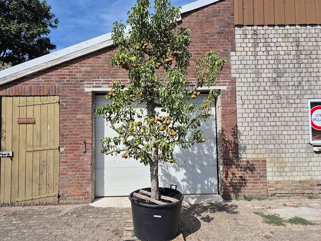 Perenboom gieser wildeman (stoofpeer) - fruit tree - pyrus communis - hoogte ca. 300cm - afbeelding 1 van  8