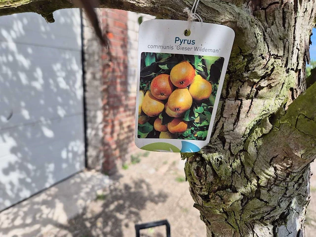 Perenboom gieser wildeman (stoofpeer) - fruit tree - pyrus communis - hoogte ca. 300cm - afbeelding 2 van  8