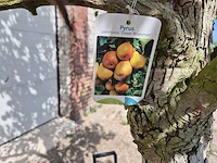 Perenboom gieser wildeman (stoofpeer) - fruit tree - pyrus communis - hoogte ca. 300cm - afbeelding 2 van  8