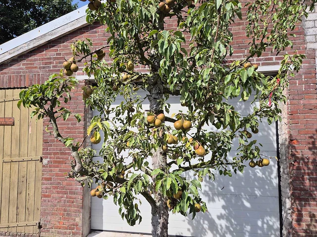 Perenboom gieser wildeman (stoofpeer) - fruit tree - pyrus communis - hoogte ca. 300cm - afbeelding 3 van  8