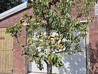 Perenboom gieser wildeman (stoofpeer) - fruit tree - pyrus communis - hoogte ca. 300cm - afbeelding 3 van  8