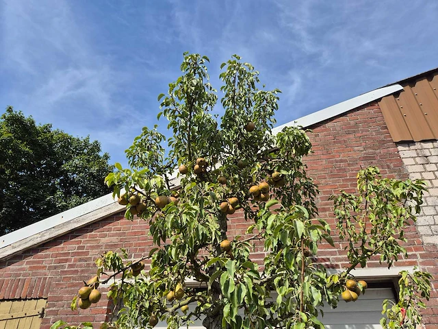 Perenboom gieser wildeman (stoofpeer) - fruit tree - pyrus communis - hoogte ca. 300cm - afbeelding 4 van  8