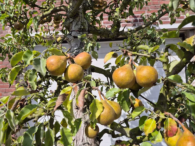 Perenboom gieser wildeman (stoofpeer) - fruit tree - pyrus communis - hoogte ca. 300cm - afbeelding 5 van  8