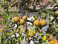 Perenboom gieser wildeman (stoofpeer) - fruit tree - pyrus communis - hoogte ca. 300cm - afbeelding 5 van  8