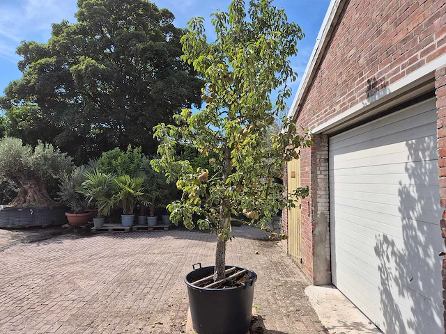 Perenboom gieser wildeman (stoofpeer) - fruit tree - pyrus communis - hoogte ca. 300cm - afbeelding 6 van  8