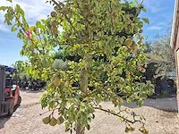 Perenboom gieser wildeman (stoofpeer) - fruit tree - pyrus communis - hoogte ca. 300cm - afbeelding 7 van  8